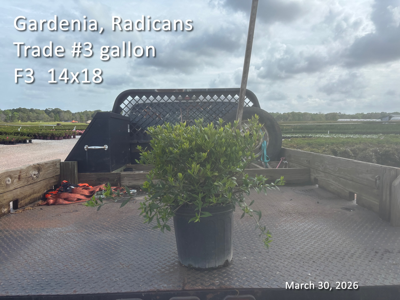 gallery/grad3t f3 mar30.jpg